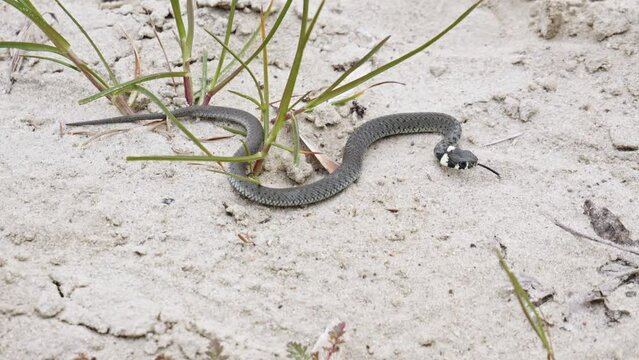 A Grass Snake Resting in a Sandy Environment - Close Up




A grass snake resting in a sandy environment.