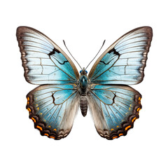 Gray Hairstreak Butterfly Isolated on Transparent or White Background, PNG