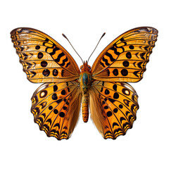 Obraz premium Great Spangled Fritillary Butterfly Isolated on Transparent or White Background, PNG