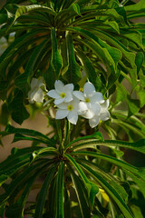 Vibrant Blooming Flower: Close-Up of Colorful Petals and Fresh Blossom