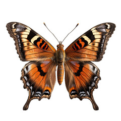 Naklejka premium Comma Butterfly Isolated on Transparent or White Background, PNG