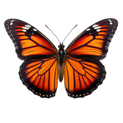 Viceroy Butterfly on Transparent Surface Isolated on Transparent or White Background, PNG