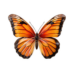 Banded Orange Butterfly Isolated on Transparent or White Background, PNG