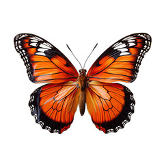 Banded Orange Butterfly Isolated on Transparent or White Background, PNG