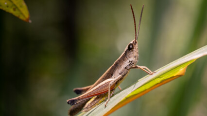Brown grasshopper on a leaf already jump