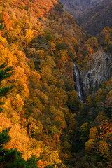志賀高原　紅葉