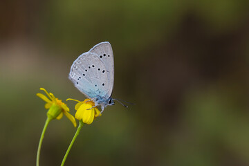 Giant blue butterfly on yellow flower ; Glaucopsyche lessei