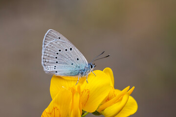 Giant blue butterfly on yellow flower ; Glaucopsyche lessei
