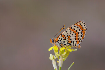 a butterfly that spread its wings on a yellow flower, Melitaea cinxia