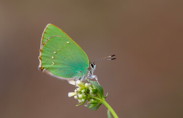 Callophrys rubi butterfly poses on flowers with greenish colors