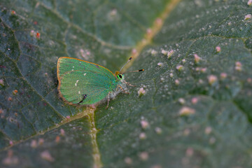 Green butterfly on Rheum ribes plant, Rhubarb Hairstreak, Callophrys mystaphia