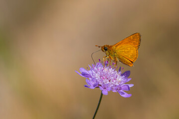 orange little butterfly perched, Ochlodes venatus