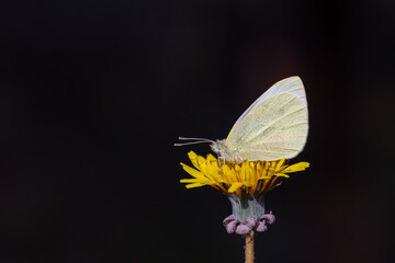 small white butterfly on plant, Small White, Pieris rapae