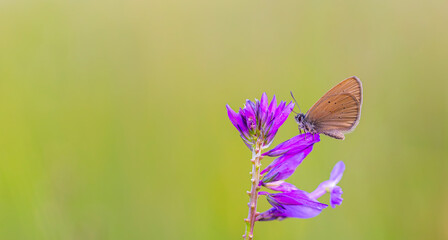 brown little butterfly on host plant, Phengaris nausithous