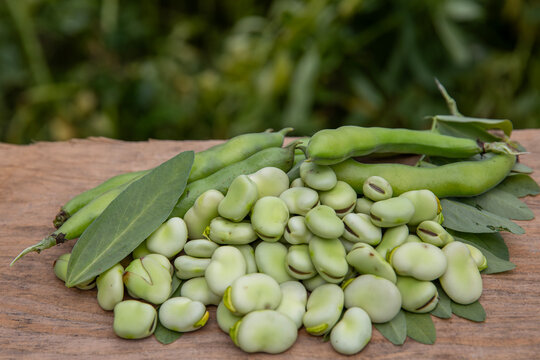 Broad bean or fava beans (Fave) on the close-up. From garden to table: springtime vegetables and legumes