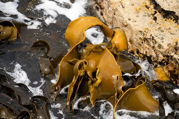 Bull kelp seaweed growing on rocks. Edible sea weed ready to harvest in the ocean on australia