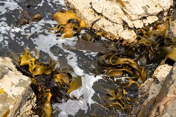 seaweed growing on the rocks in the ocean in australia