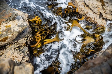 Bull kelp seaweed growing on rocks. Edible sea weed ready to harvest in the ocean on australia