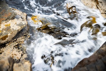 seaweed growing on the rocks in the ocean in australia