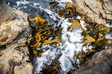 seaweed growing on the rocks in the ocean in australia
