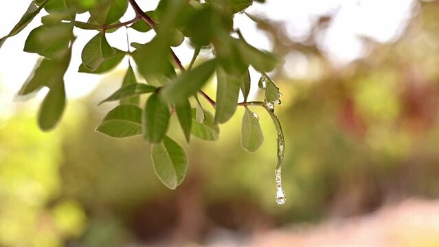 The resin mastic oozes in tears out of the branch of a mastic tree. Drops brightens and twinkles in the sun. Sunlight shining through the foliage with the rays. Selective focus. Chios, Greece.