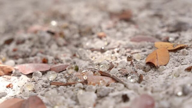 Placer of mastic drops brighten and twinkle in the sunlight on the ground. Shadows on the ground from the foliage of the mastic tree waving in the wind. Selective focus. Close up. Chios, Greece.