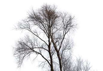 Bare tree branches isolated white background