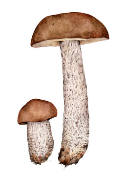 Watercolor rough-stemmed bolete, scaber stalk or birch bolete mushroom (Leccinum scabrum). Hand drawn mushroom illustration isolated on white background.