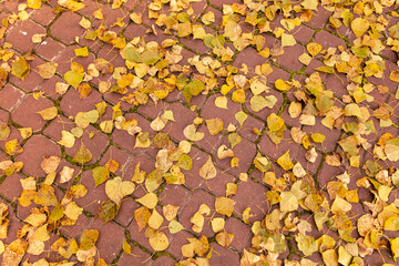 Fallen birch leaves on the sidewalk in the park. Autumn