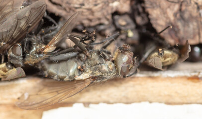 A dead fly lies on the windowsill. Macro