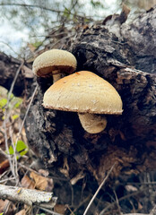 An inedible mushroom that grows on the bark of a tree
