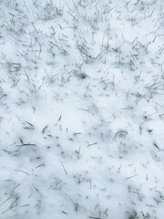 Grass on the lawn in the snow in winter. Background