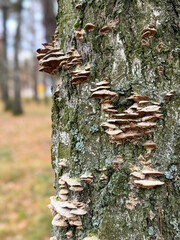 Mushrooms grow on the bark of a tree in the forest