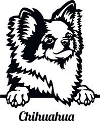 Chihuahua - Color Peeking Dogs - breed face head isolated on white