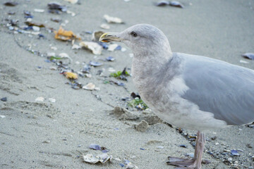 Seagull on a beach near the Lions Gate Bridge at Stanley Park in Vancouver, British Columbia, Canada