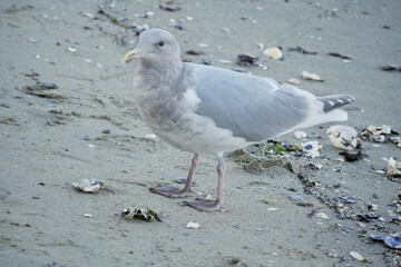 Seagull on a beach near the Lions Gate Bridge at Stanley Park in Vancouver, British Columbia, Canada