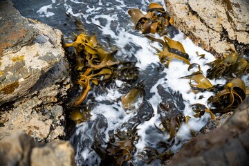 Bull kelp seaweed growing on rocks. Edible sea weed ready to harvest in the ocean on australia