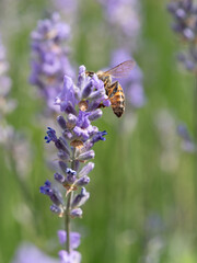 Biene halb verdeckt von Lavendel