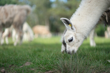 Small llama eating grass with a group of llamas in the background. With Copy space