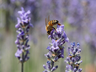 Biene Rückansicht auf Lavendel