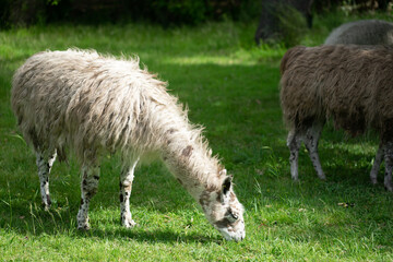 Obraz na płótnie Canvas Llama eating grass in the sun