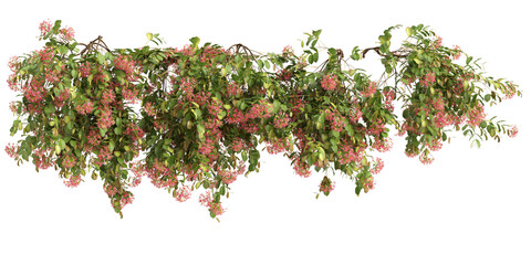 3d illustration of Combretum Indicum hanging isolated on transparent background