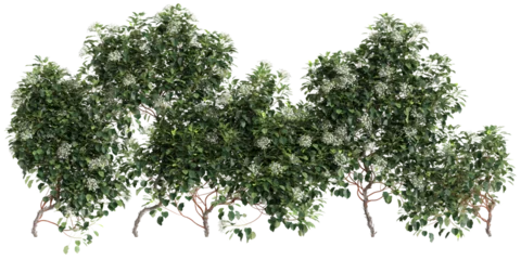 Fotobehang 3d illustration of Hydrangea Anomala creeper isolated on transparent background © TrngPhp