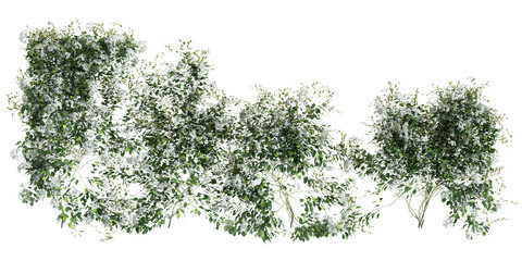 3d illustration of Clematis Terniflora creeper isolated on transparent background - obrazy, fototapety, plakaty