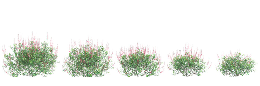 3d illustration of set Salvia greggii bush isolated transparent background