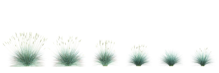 3d illustration of set Festuca glauca bush isolated transparent background