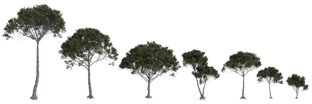 3d illustration of set Pinus pinea tree isolated transparent background