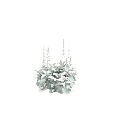 3d illustration of Stachys byzantina bush isolated transparent background