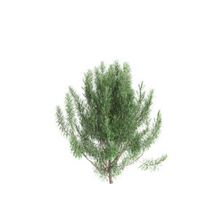 3d illustration of Rosmarinus officinalis bush isolated transparent background