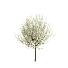 3d illustration of Pyrus nivalis tree isolated transparent background